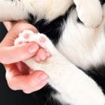 Radiofrequenza e Ozonoterapia per l’Artrosi nel Cane e nel Gatto
