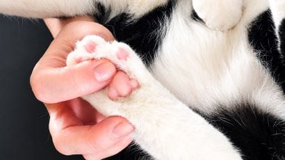 Cura Artrosi Cane e Gatto a Milano | Radiofrequenza & Ozono CVM