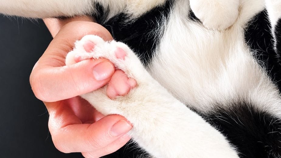 Cura Artrosi Cane e Gatto a Milano | Radiofrequenza & Ozono CVM