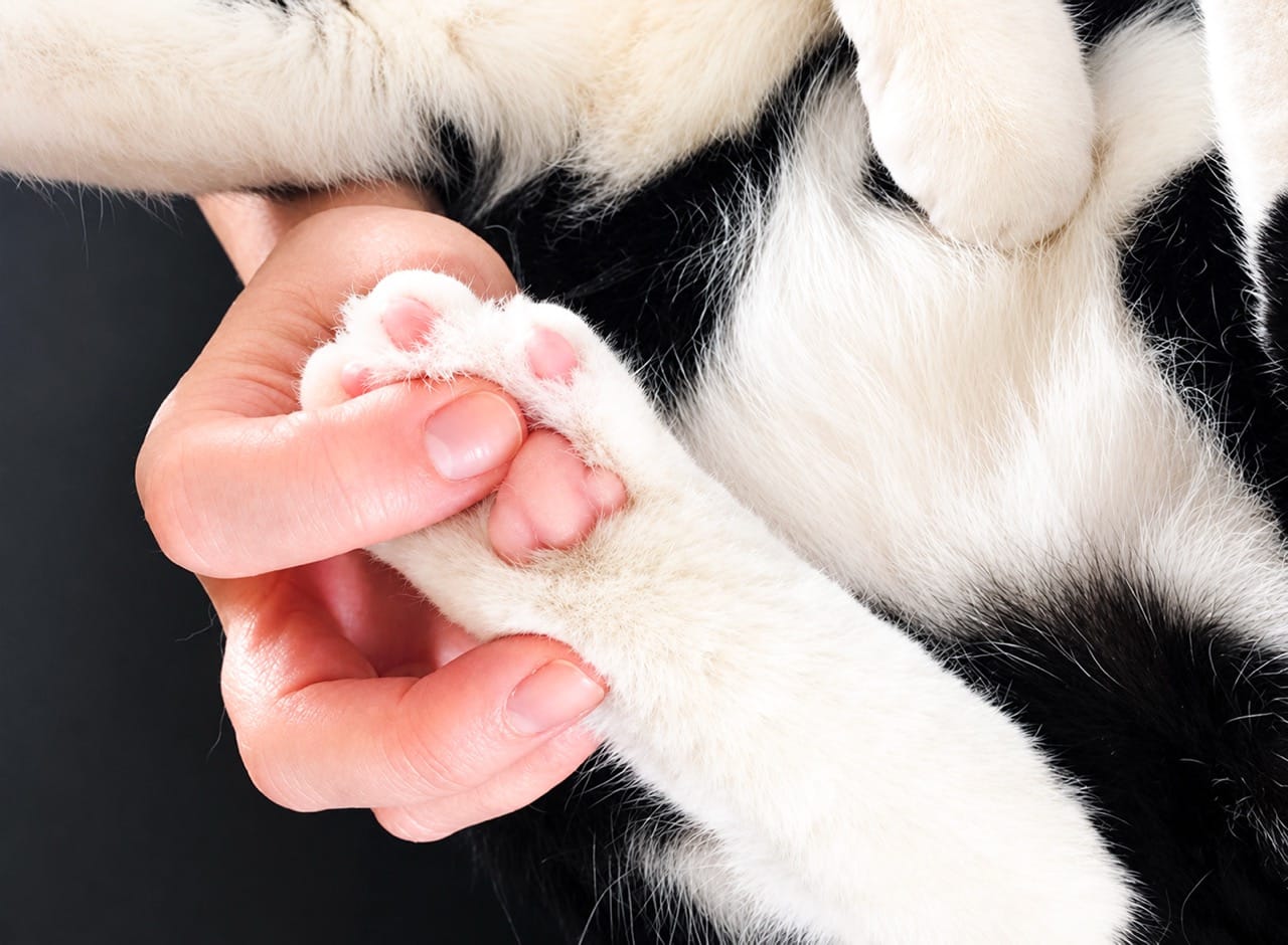Cura Artrosi Cane e Gatto a Milano | Radiofrequenza & Ozono CVM