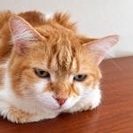 Cane e Gatto Anziano con Insufficienza Renale: gestire il dolore in sicurezza