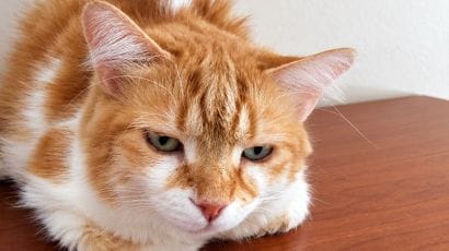 Cura Artrosi Cane Anziano con Problemi Renali