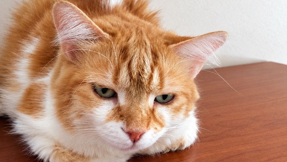 Cura Artrosi Cane Anziano con Problemi Renali