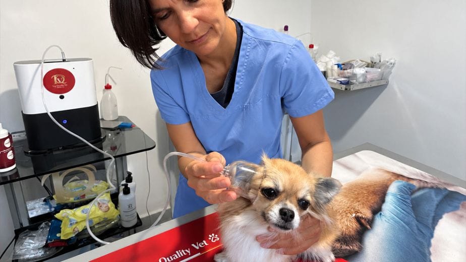 Ozonoterapia Veterinaria per Dermatiti, Otiti e Stomatiti nel Gatto e nel Cane